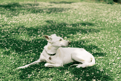 How to Plant a Clover Lawn