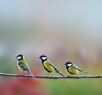 Make Your Garden Bird-Friendly