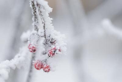 Preparing Your Perennials for Winter